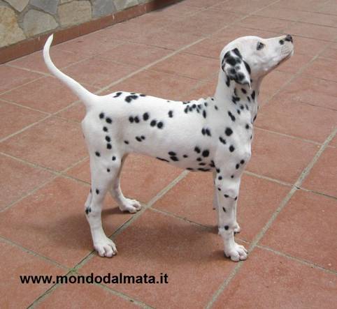 alimentazione del cucciolo dalmata