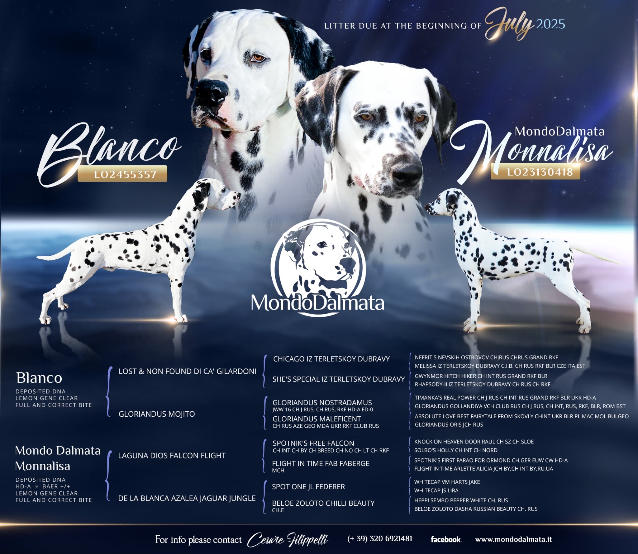 Mondo Damata Sponsor